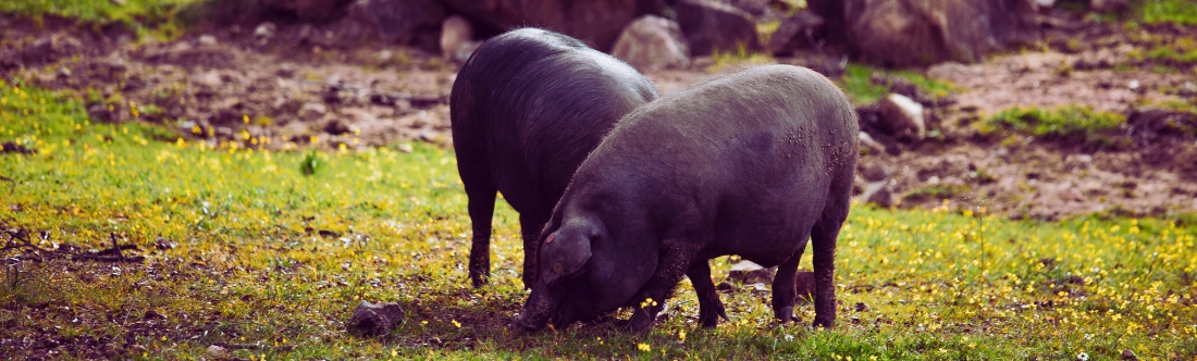 Por qué el jamón ibérico es símbolo de la gastronomía española