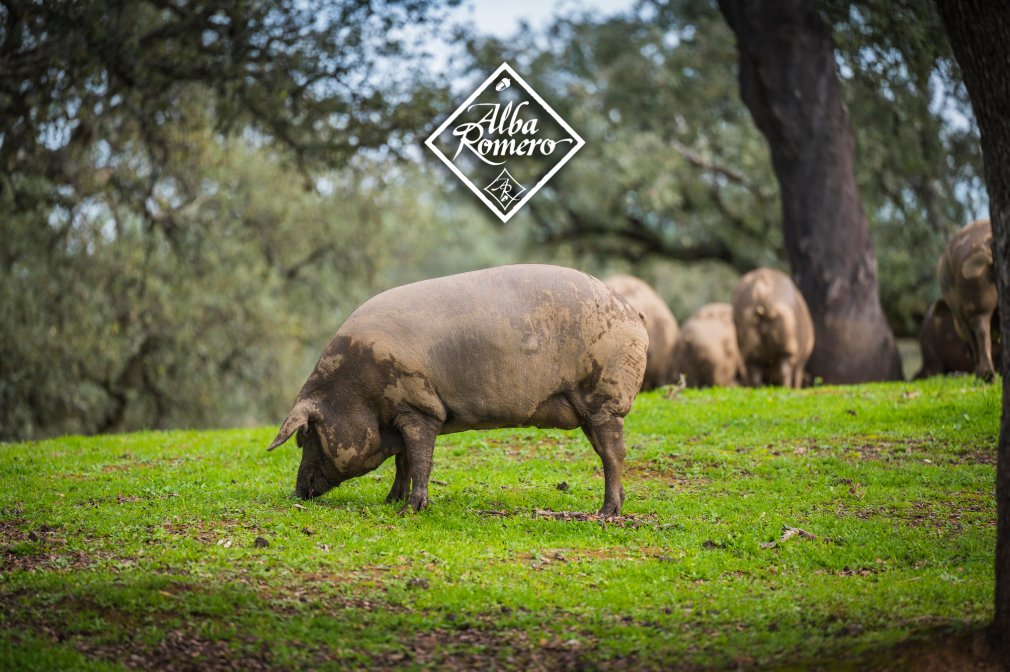 ¿Qué es el jamón fuera de norma del ibérico? 3 Jamón fuera de la norma