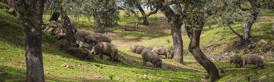 Jamón fuera de la norma