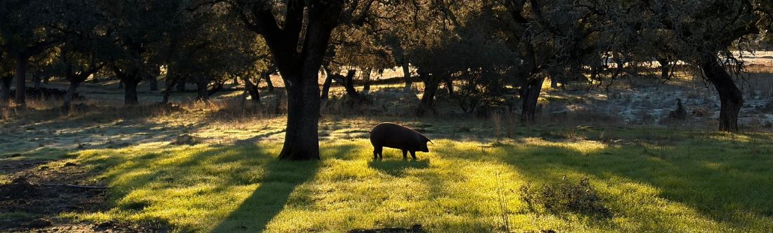 Sostenibilidad en la Dehesa